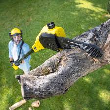 How Our Tree Care Process Works  in  Fairfax, OK